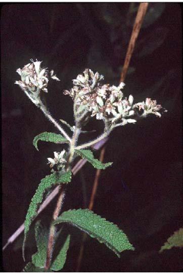 Boneset Eupatorium perfoliatum Makes up 0.