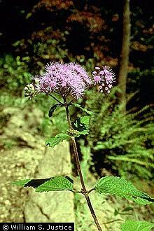 Mistflower Eupatorium coelestinum Makes up 0.