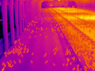 reducing the number of heating units required to heat a poultry house (Figure 5).