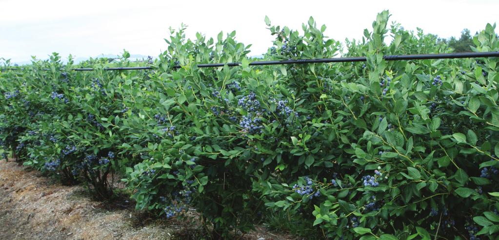 Potassium Fertigation and Organic Acids Improving soil and plant nutrition in highbush blueberry. Dr.