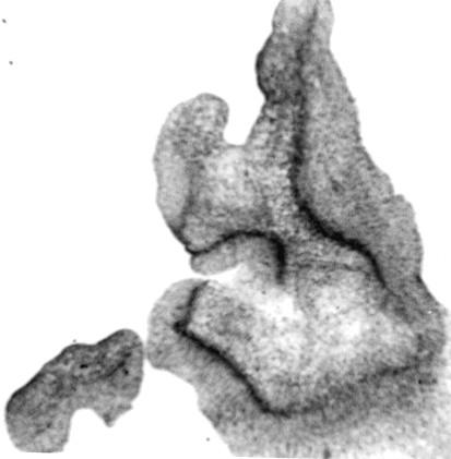 A B C D E F G H I Cl EA Cr Sc Figure 3: Light microscopic studies on somatic
