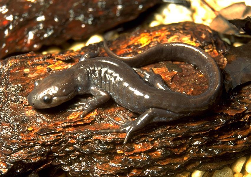 percentage of the vernal pools to be successful Habitat for New York State Species of Special Concern - Jefferson salamander (Ambystoma jeffersonianum) and