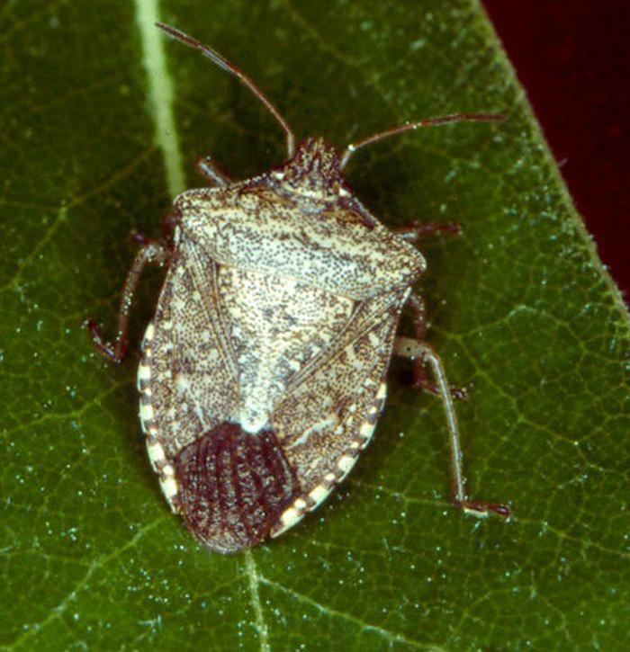 Description Adults Adult brown stink bugs are long, shield-shaped insects, grayish-yellow with dark