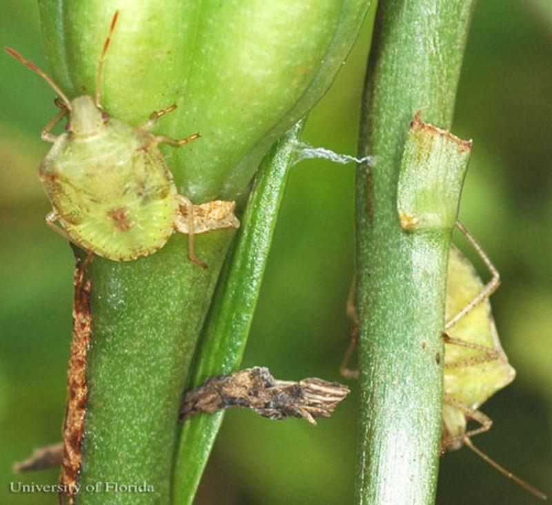 Management The eggs and nymphs of stink bugs often suffer high mortality from parasites, predators and pathogens.