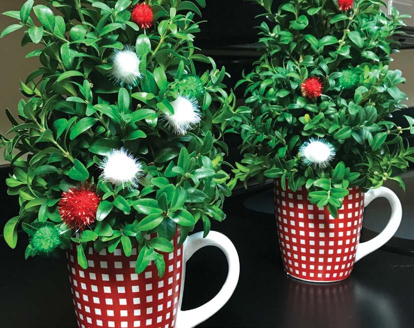 Miniature Christmas trees using boxwood cuttings arranged in floral foam make charming gifts. If watered regularly, these designs will last several weeks.