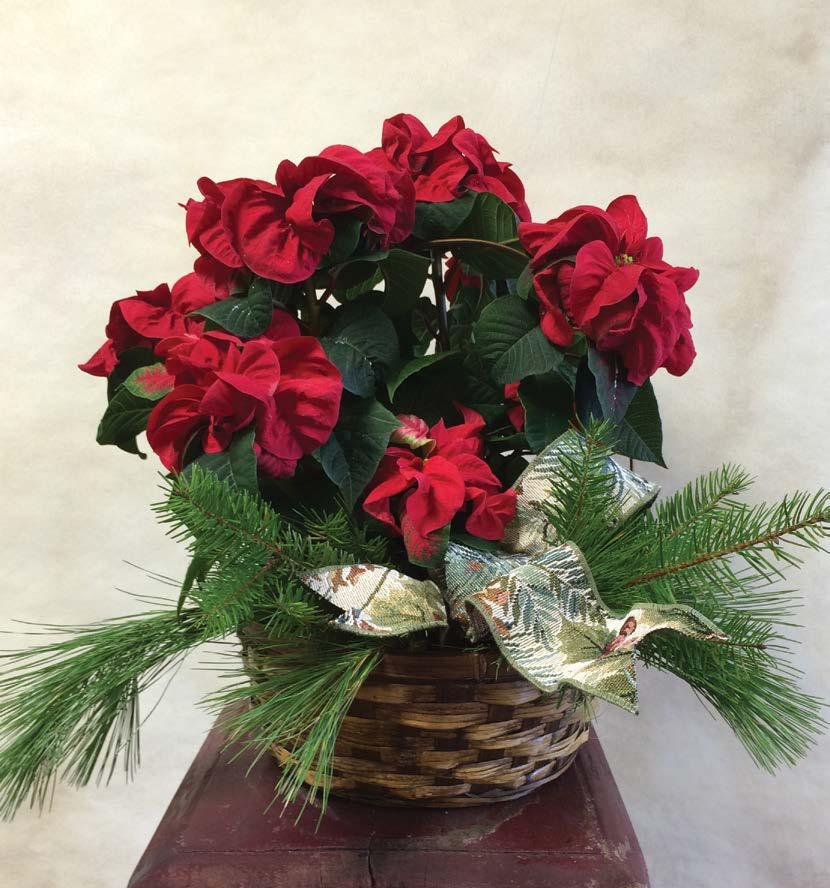 Poinsettias were introduced into the United States by Joel Poinsett, U.S. ambassador to Mexico, in the 19th century.