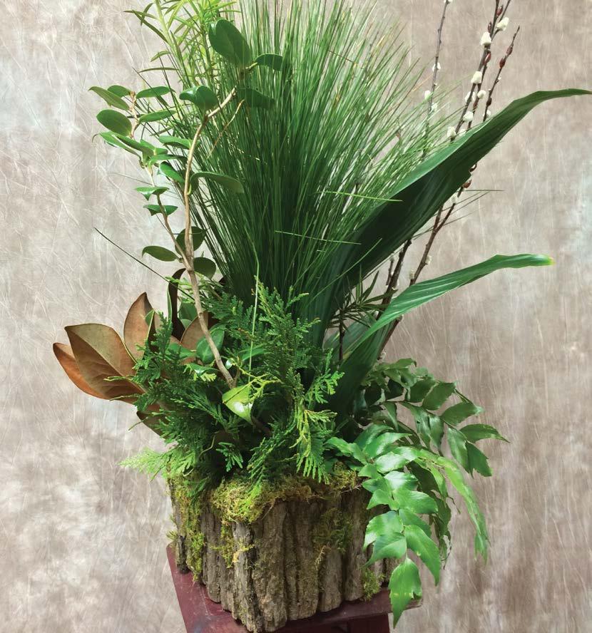 Mixed southern greenery (pine, holly magnolia, thuja, and holly fern) can be combined with a few sprigs of dried line material (pussy willow) for a design suited to a fireplace hearth