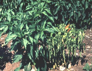 Disease Control Crop rotation rotate with crucifers or beans Sanitation Remove badly infested plants Fungal diseases treat proactively Neem oil Copper and/or Sulfur fungicide