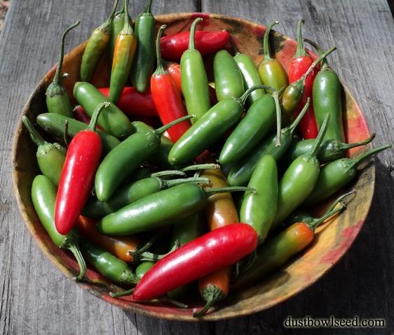 Hot Varieties for Spring Planting Serrano - HEIRLOOM - a type of chili pepper with crisp, fresh flavor and is an excellent producer. Serrano chilies generally tend to have thin skin.