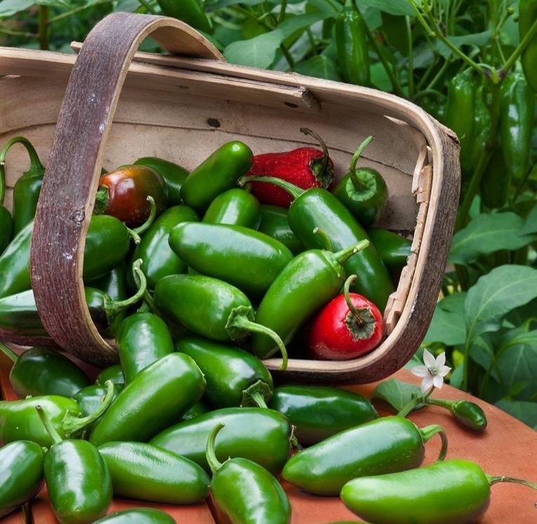 Hot Varieties for Spring Planting Jalapeño - HEIRLOOM - this is the most popular chile pepper in the United States.