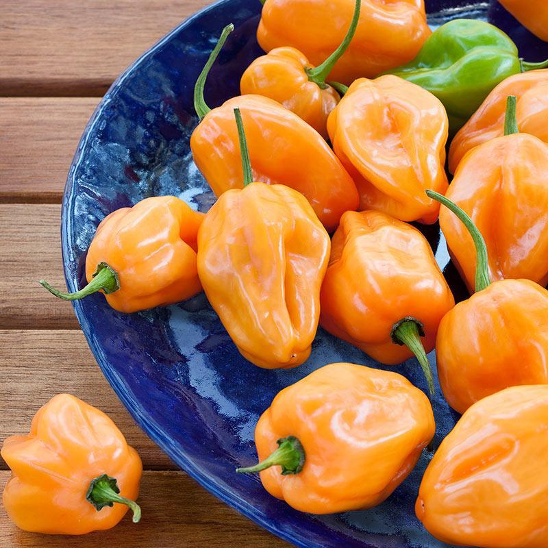 Hot Varieties for Spring Planting Habanero- One of the most potent hot peppers 100 times hotter than Jalapeño! Great for hot sauces and basting.