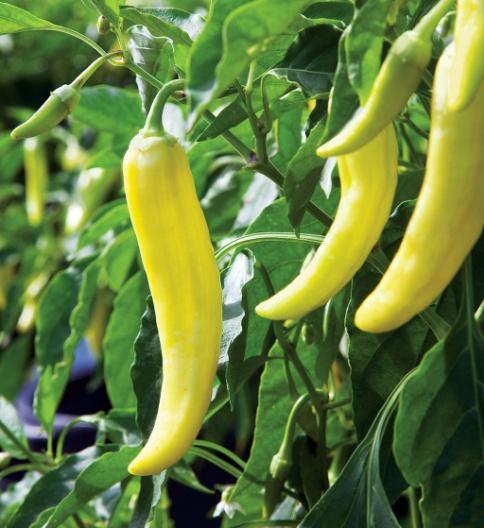 Hot Varieties for Spring Planting Hot Banana HYBRID -Profuse bearer of 6-inchlong, medium hot peppers. Excellent for pickling, frying, or roasting. Just hot enough to provide a little bite.