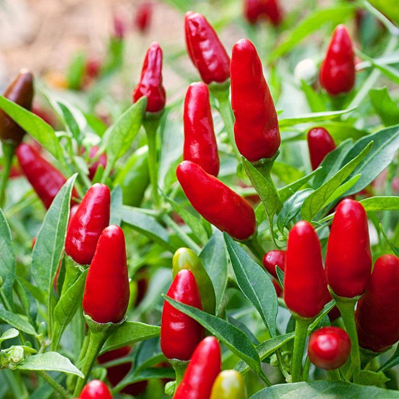 Hot Varieties for Spring Planting Thai Hot HEIRLOOM -produces large numbers of 1-inch green fruits that mature to blazing red color with heat and flavor to match! These are extremely hot.