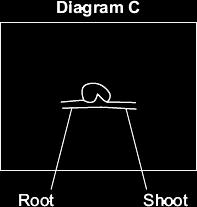 (a) Complete Diagram C to show what the root and shoot will look like three days later.