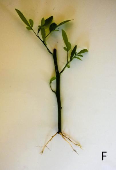 Figure 3: Appernce of Scton citrumelo cuttings fter six weeks of growth.