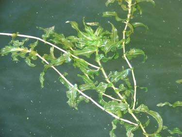 ) (Figure 12) occurred in 8% of the sites and was the most common plant in the 0 to 5 feet depth. This macroscopic, or large, algae is common in many hard water Minnesota lakes.