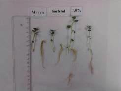 and development of plantlets and roots for Marvis variety Fig.