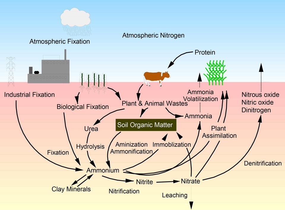 Nitrogen cycle ( Soil as a Plant Sees
