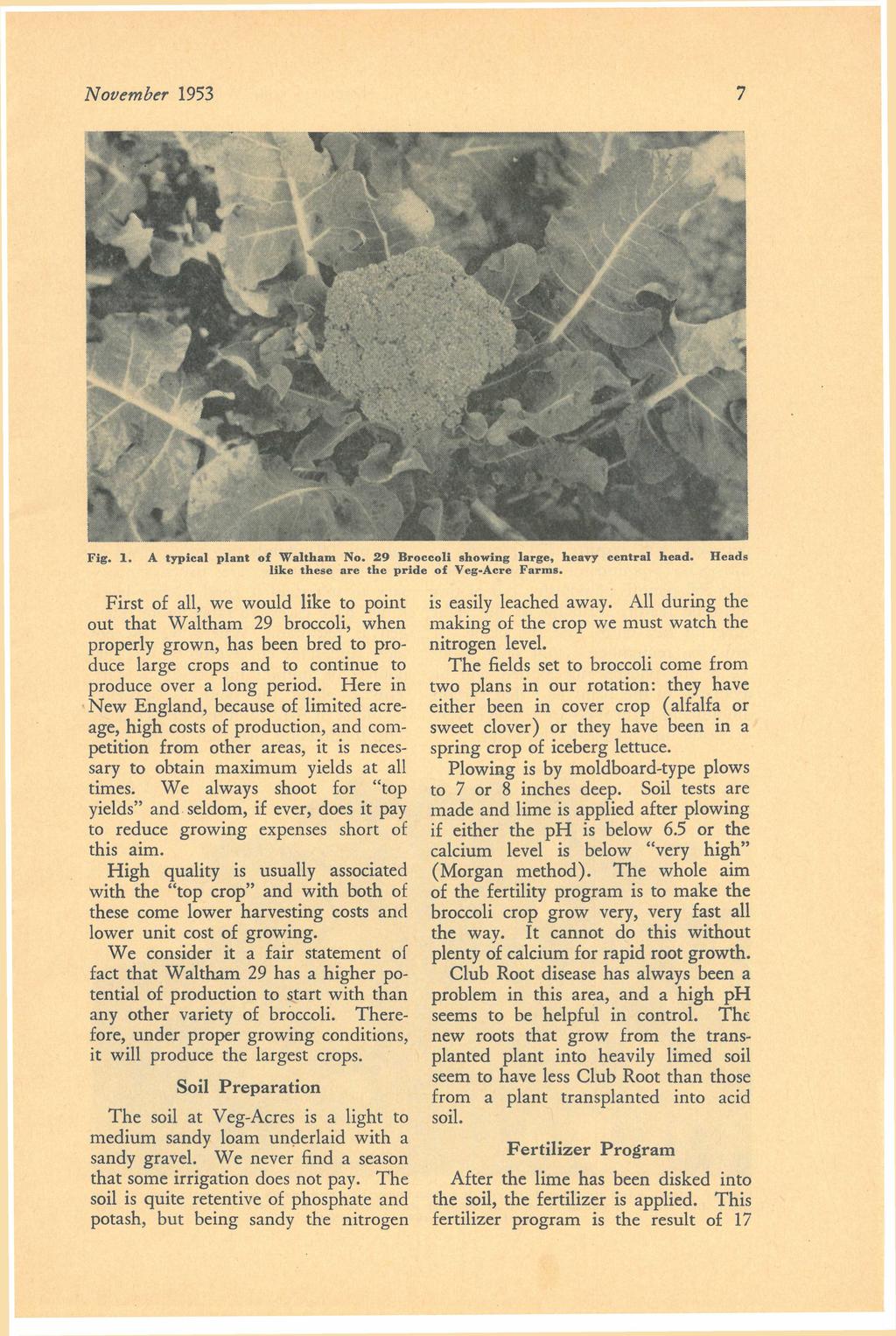 November Fig. 1. 7 1953 A typical plant of Waltham No. 29 Broccoli showing large, heavy central head. like these are the pride of Veg-Acre Farms.