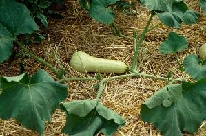 Harvesting Winter Squash Summer squash such as zucchini and scallop are harvested while immature but winter squash such as acorn, hubbard and butternut are harvested later, in the mature stage, after