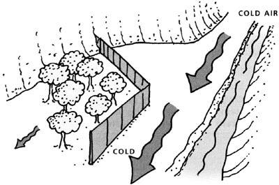 Cool air, which is dense and heavy, will flow away from plants growing on a slope what the experts call drainage.