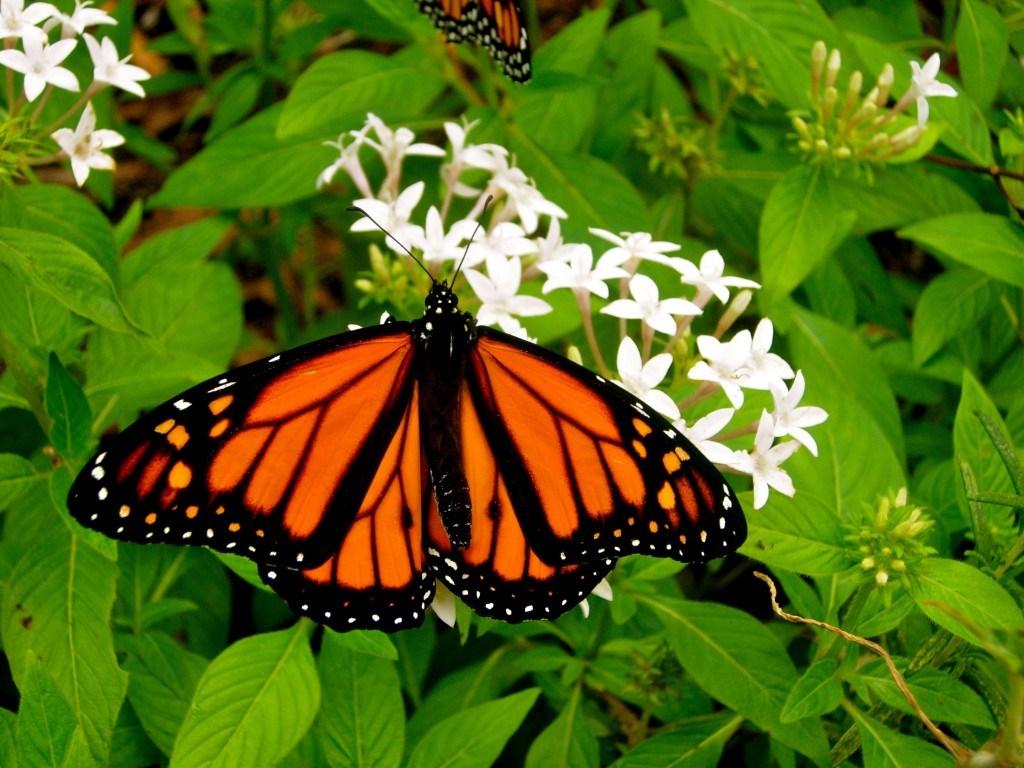 Biography of Rita Cronholm Monarchs nectar on many flowers but will only lay eggs on milk- Texas has been called the most important state to the Monarch butterfly migration because of its strategic