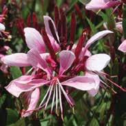 New Gaura Lillipop Blush is a more compact form than older varieties, perfect for mass planting or pots.