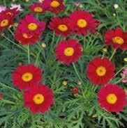 flowers appear above the old flower heads) plus bold clear colours. These undemanding plants give months of colour in sunny borders or in containers. Protect plants from frost when young.