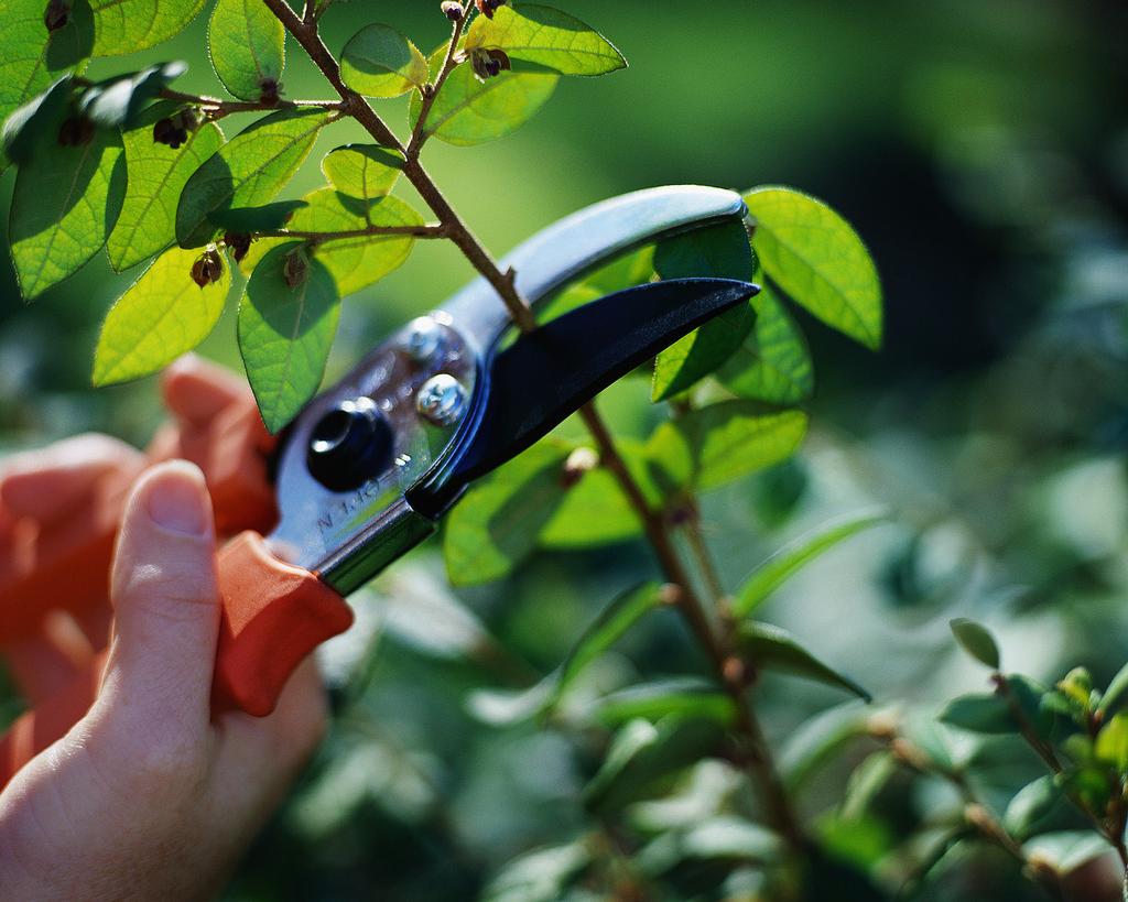 Pruning Tools Pruning Severity Only take 20-25% of leaves/year One third of live tree/year Pruning = Tree surgery Fingers