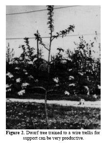 Central Leader Full-dwarf apple trees grown on wires 2-3 feet apart horizontally At planting