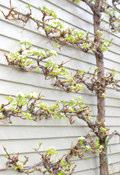 wood spurs Remove any fruit that will interfere with central leader growth http://landscaping.