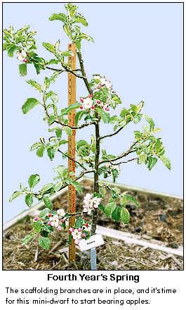 htm Central Leader Maintain pyramidal tree shape throughout life of tree Thin spurs so center