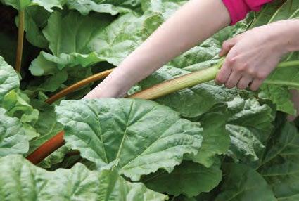 Fresh rhubarb stalks can be stored in a plastic bag in the refrigerator for two to four weeks.