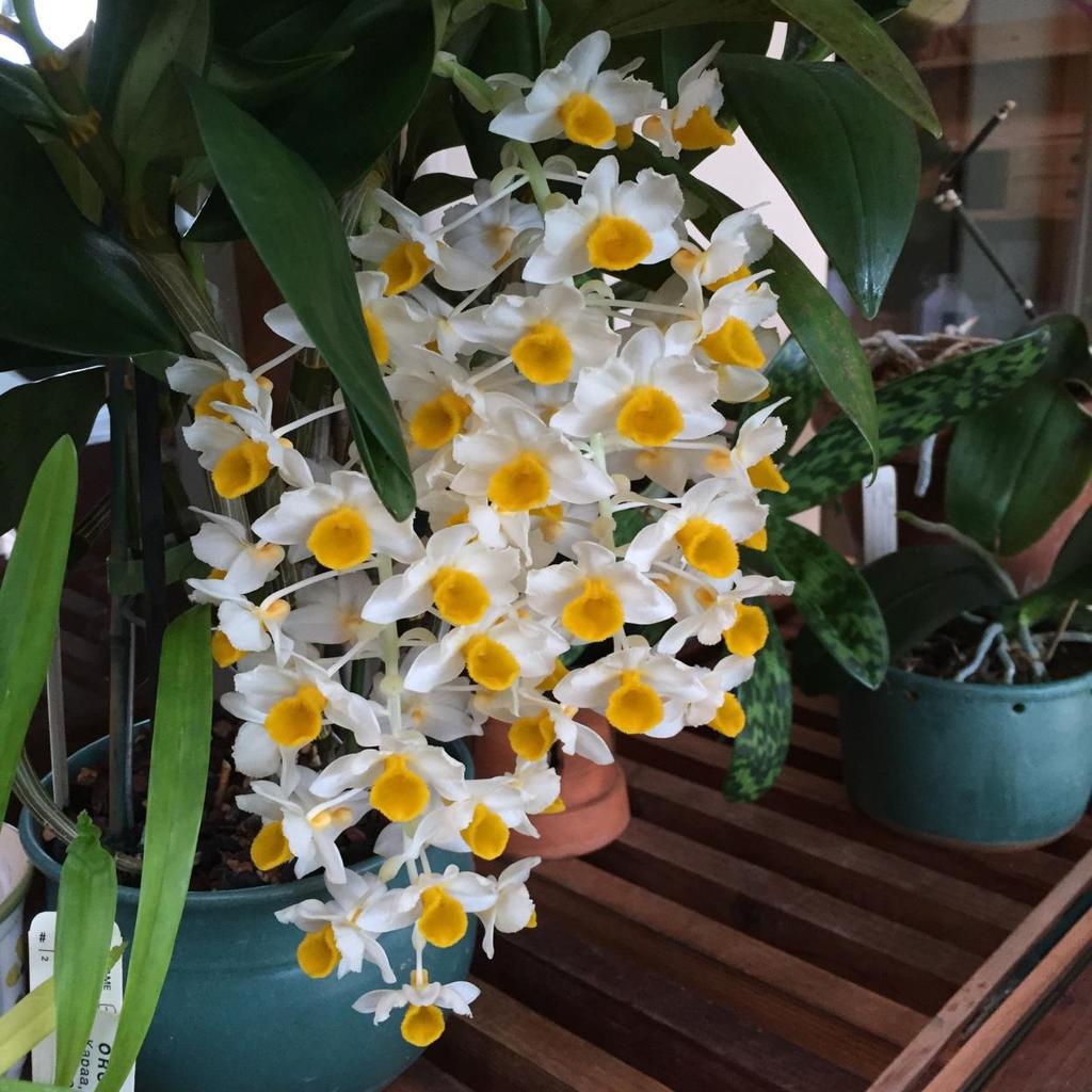 The Callista and Dendrobium section Dendrobium: An Experiment by Kelly McCracken Around the end of October, many kinds of orchids start slowing down their growth or even stop growing entirely.
