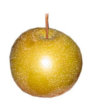 Asian pear cv OLYMPIC,