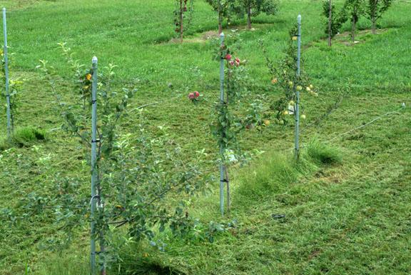 poles for tree support In the organic plots Dedicated organic product