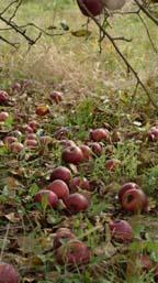Background Limited knowledge on relationship between unpasteurized apple cider safety and: Good agricultural practices Known -Avoid drops