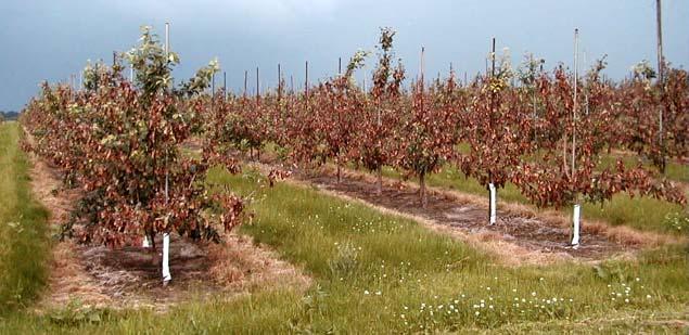 varieties Lethal to popular apple rootstocks Limits apple exports to Japan
