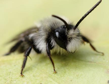 101 species of bee in Ireland 1 in 3 Threatened Solitary Bee 1 Irish species 20 Irish
