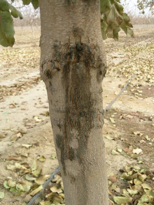 Often white beads or small ribbons of dried sap, apparently originating fairly shallowly in the bark, are visible on the outside of the tree