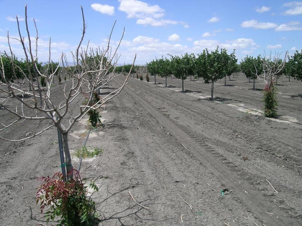 During the winter of 2011-2012, Freeze damage was present in a number of orchards in Kern and Fresno Counties with tree loss near 20% in a few blocks.