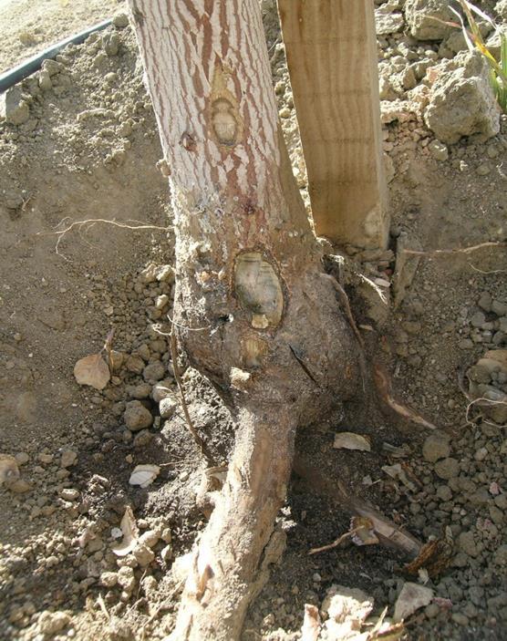 Picture showing the crown of 4-year old pistachio tree that suddenly collapsed in June. The scion was still alive. Note discolored wood of crown area and below.