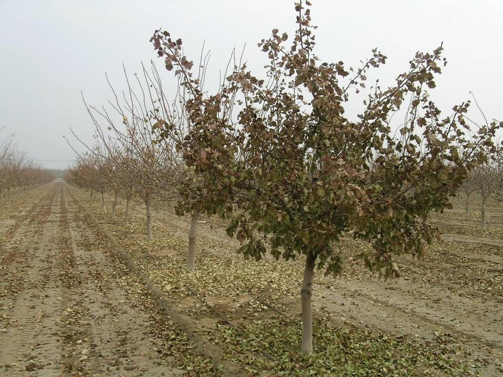 Symptoms of Mild Freeze Damage Leaves on branches frozen before the trees begin to defoliate in the fall