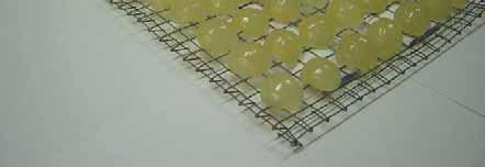 For each experiment, the peeled longan was placed on the drying tray as shown in Fig. 1. The tray has the width of 17 cm and the length of 38 cm. The space between each peeled longan is about.5 cm.