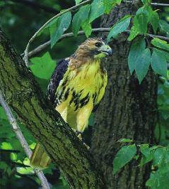 Take a Hike! continued from page 3 Red-tailed hawks are frequently sighted.