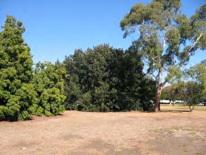 River Red Gum (Eucalyptus camaldulensis) specimen: a relatively good specimen originally planted with the West Park Nursery or Slaughterhouse residence grounds in the