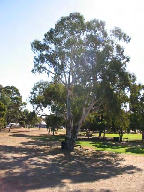Jubilee Playground Smooth-Barked Apple Myrtle (Angophora costata) grove: 2 healthy specimens of the Sydney Smooth-Barked Apple Myrtle (Angophora costata) planted