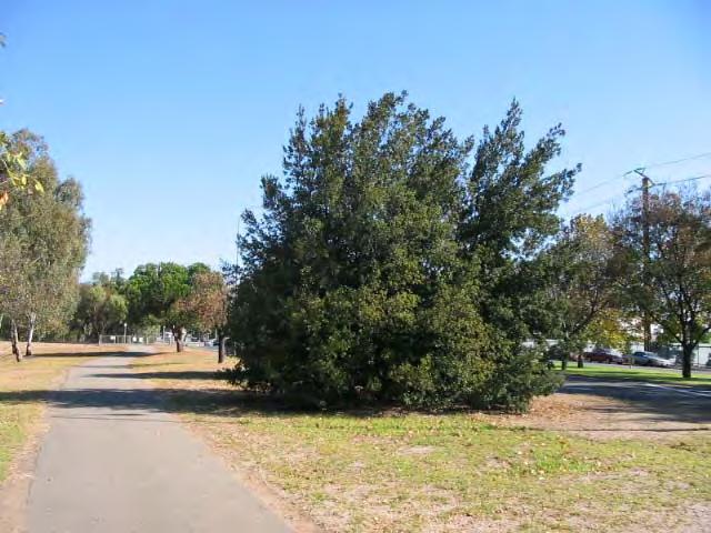 Holm Oak (Quercus ilex) specimen: a specimen located in Tulya Wodli/Park 27 central portion overlooking the shallow lake next to the Railway Bridge.