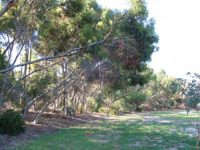 Interestingly, there are two groves of 6 trees of this species at this point on the River Torrens/Karrawirra Parri/Karrawirra Parri; the other is called