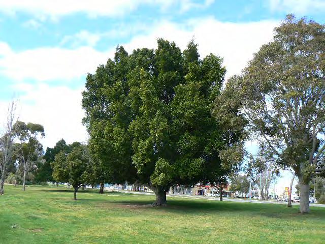 Norfolk Island Pine (Araucaria heterophylla) specimen: located just north of the Newmarket Hotel within the Tulya Wodli/Park 27 North Terrace plantation, a
